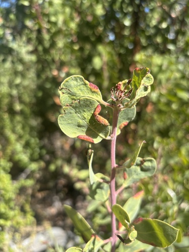Manzanita Leafgall Aphid seen in Sonoma Valley