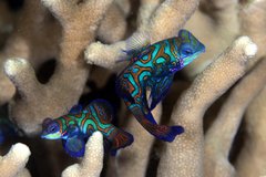 Synchiropus splendidus