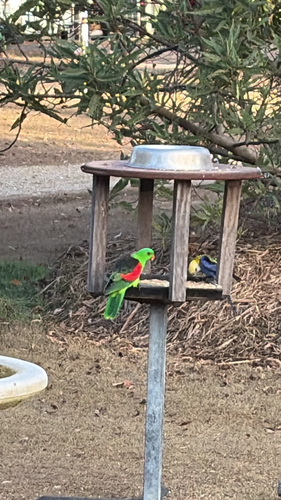 Red-winged Parrot