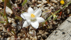 Muilla coronata