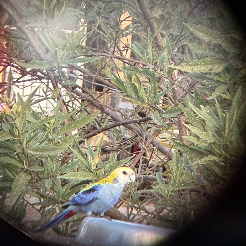 Pale-headed Rosella
