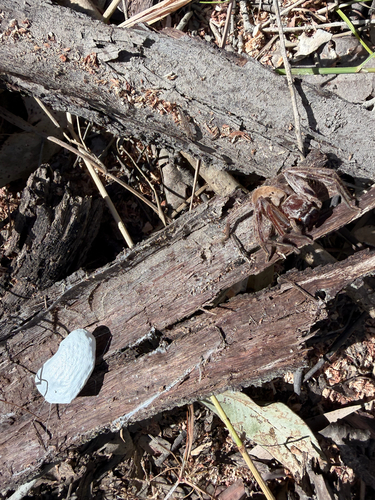 grey huntsman