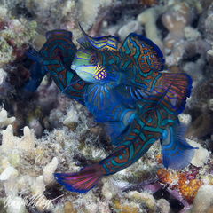 Synchiropus splendidus