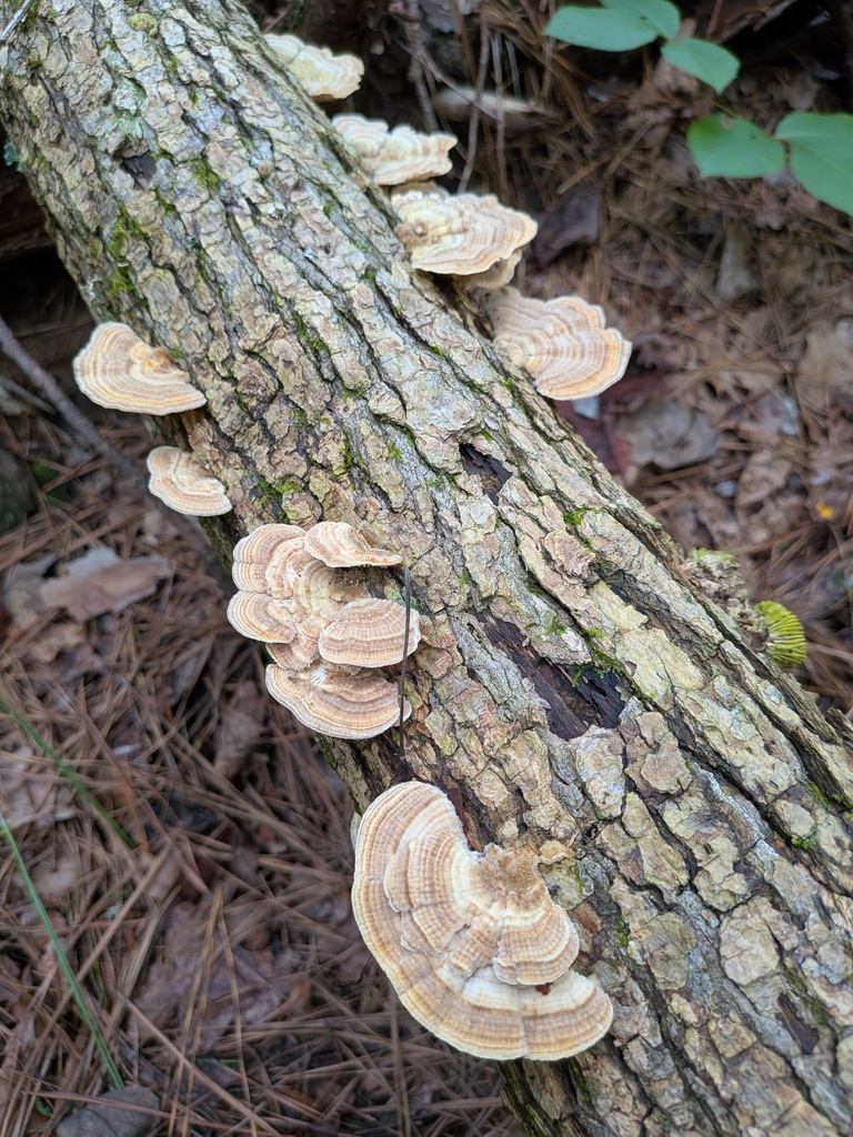 Gilled Polypore · August 2026 · photo: Photo: (c) stephen, some rights reserved (CC BY) · iNaturalist