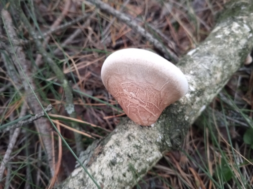 birch polypore