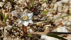 Muilla coronata