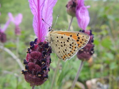 Lycaena bleusei