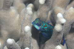 Synchiropus splendidus