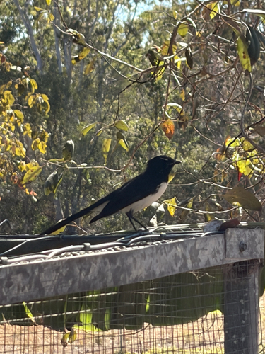 Willie Wagtail