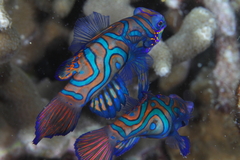 Synchiropus splendidus