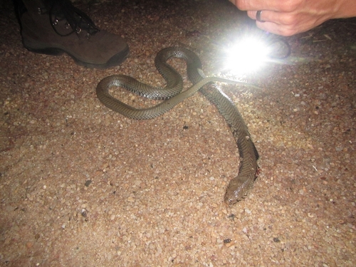 Mozambique Spitting Cobra