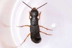 Dinothenarus badipes