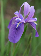 Iris cuniculiformis, photograph (c) Morten Ross, some rights reserved (CC BY)