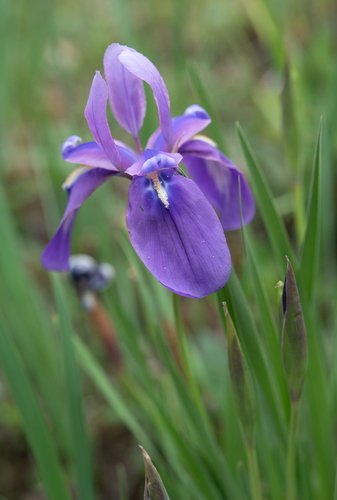 Iris cuniculiformis, photograph 3