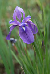 Iris cuniculiformis, photograph (c) Morten Ross, some rights reserved (CC BY)