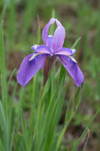 Iris cuniculiformis, photograph 2
