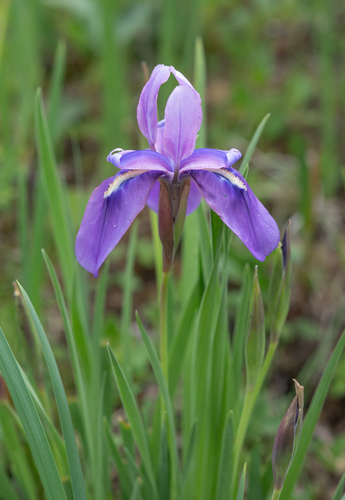 Iris cuniculiformis