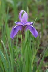 Iris cuniculiformis, photograph (c) Morten Ross, some rights reserved (CC BY)