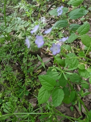 Phacelia purshii