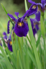 Iris chrysographes, photograph (c) Morten Ross, some rights reserved (CC BY)