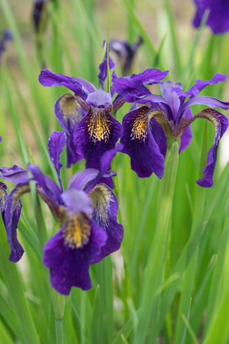 Iris chrysographes, photograph 2