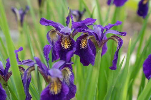 Iris chrysographes, photograph 3
