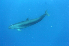 Pseudorca crassidens