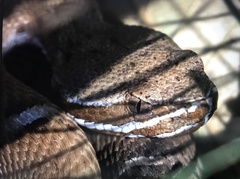 Crotalus willardi willardi