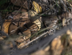 Crotalus willardi willardi