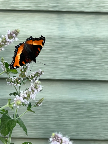 Milbert's Tortoiseshell