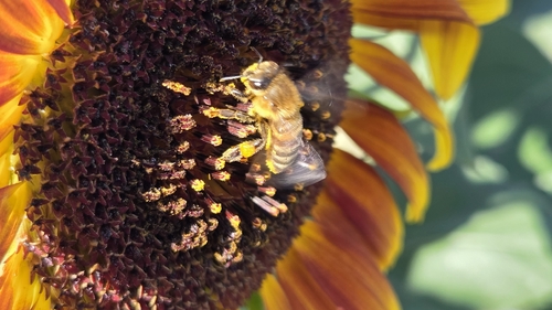 Western Honey Bee