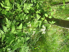 Osmorhiza longistylis