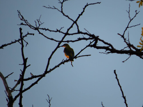 Eurasian Golden Oriole