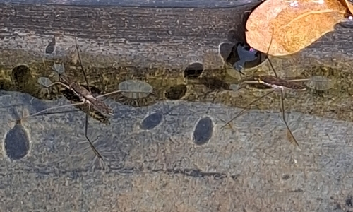 North American Common Water Strider