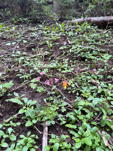 Aquilegia desertorum, photograph 5