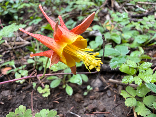 Aquilegia desertorum, photograph 3