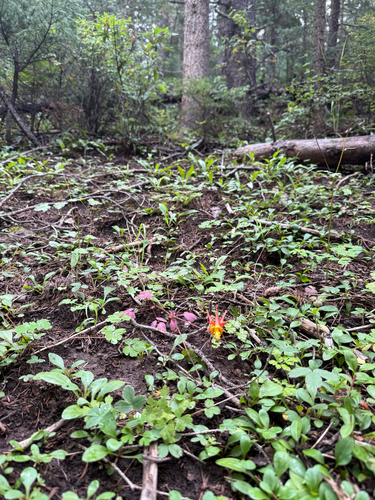 Aquilegia desertorum, photograph 4