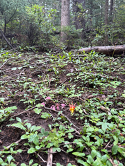 Aquilegia desertorum, photograph (c) Michael Tidwell, some rights reserved (CC BY)
