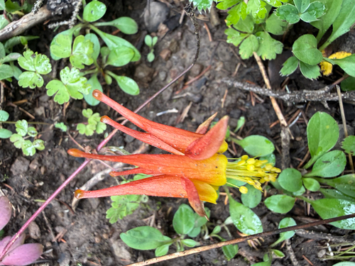 Aquilegia desertorum, photograph 2