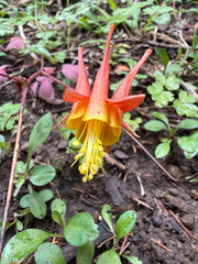 Aquilegia desertorum