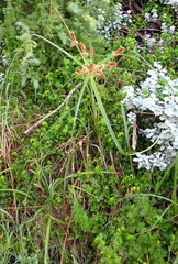 Cyperus thunbergii, photograph (c) Nicola van Berkel, some rights reserved (CC BY-SA)