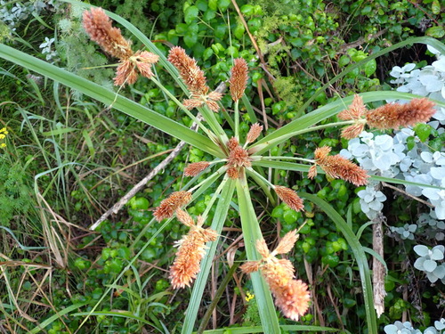 Cyperus thunbergii, photograph 5