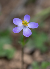 Himalayan Anemone (Anemonastrum obtusilobum)