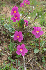 Incarvillea forrestii, photograph (c) Morten Ross, some rights reserved (CC BY)