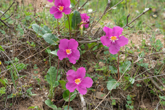 Incarvillea forrestii, photograph (c) Morten Ross, some rights reserved (CC BY)