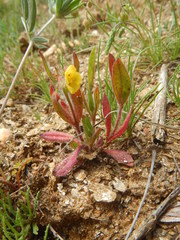Tuberaria guttata