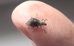 Sciaphobus squalidus