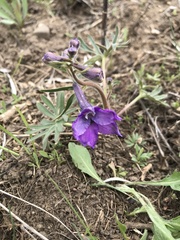 Delphinium bicolor