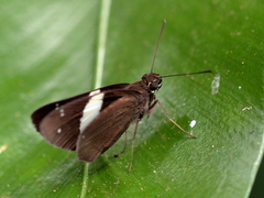 Notocrypta waigensis