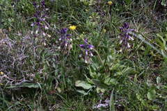 Bellevalia trifoliata
